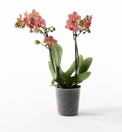 Gyllen midi orkide Gyllen midi orkide